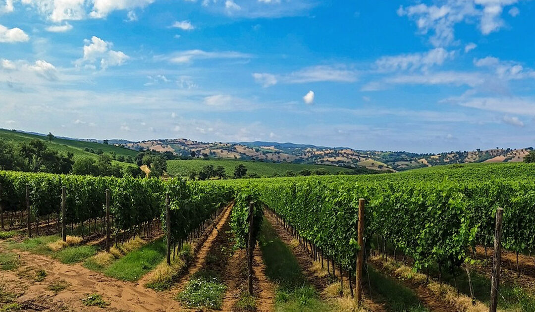 From Farm to Table: Tuscany’s Freshest Food Trends